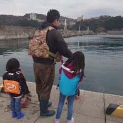 やっぱりマイワシは美味い