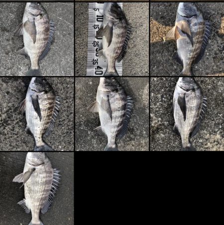 イチノ兄弟（兄）釣果！