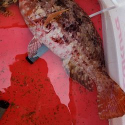 和歌山市江（吉丸渡船）で磯フカセ