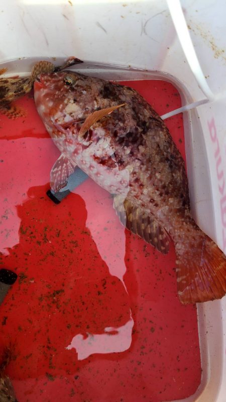 和歌山市江（吉丸渡船）で磯フカセ