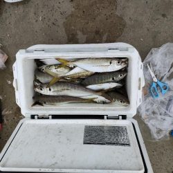 尺アジ100匹釣れました