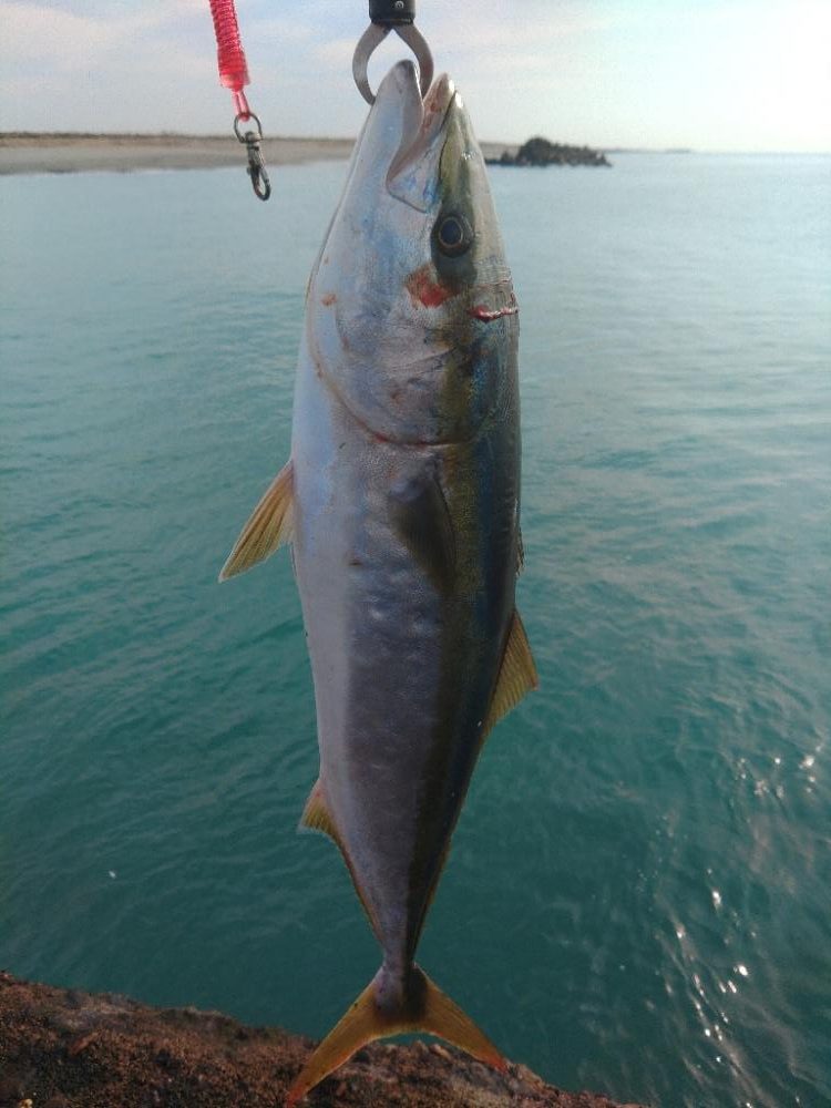 ド、ド、ドリフの大爆釣♪