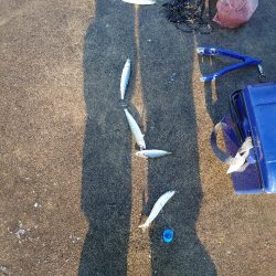 またまたマイワシ