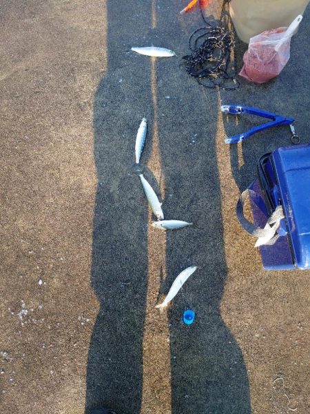 またまたマイワシ