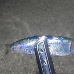 鰯を探しに行ったのに…