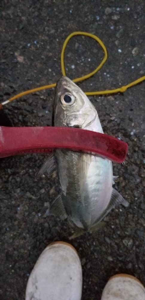 夕方のアジング