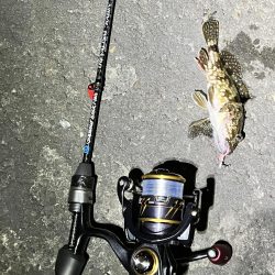 子猫が可愛すぎて釣りにならなかった