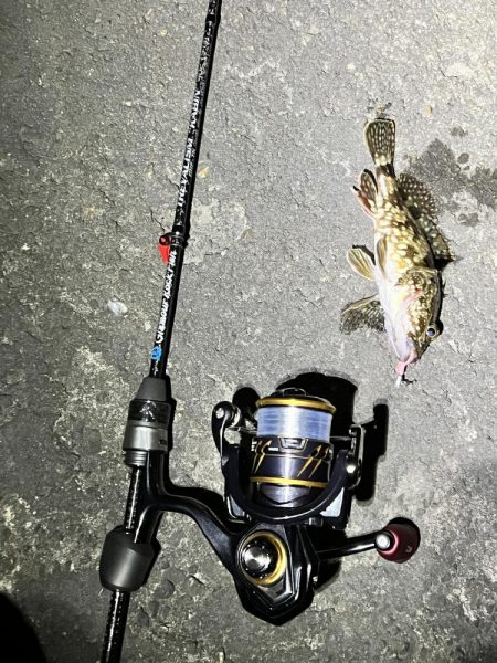 子猫が可愛すぎて釣りにならなかった