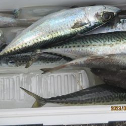 黒ムツ、アジ、サバ