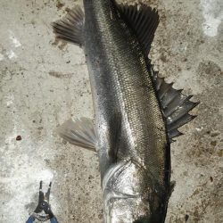 深夜からまたいってきました