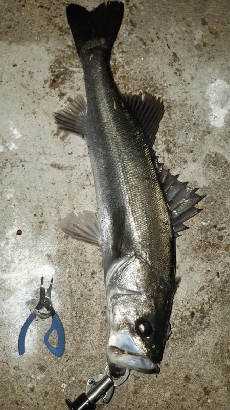 深夜からまたいってきました