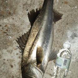 今日も夜遅くから。