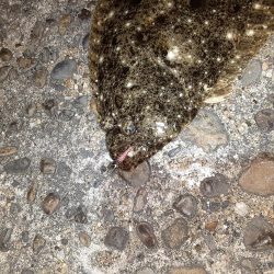 フラットフィッシュ