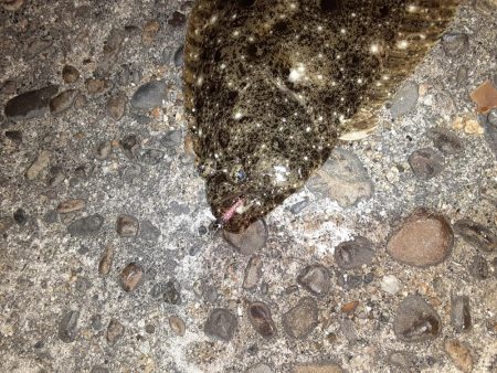 フラットフィッシュ