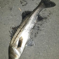 淀川シーバス狙いに