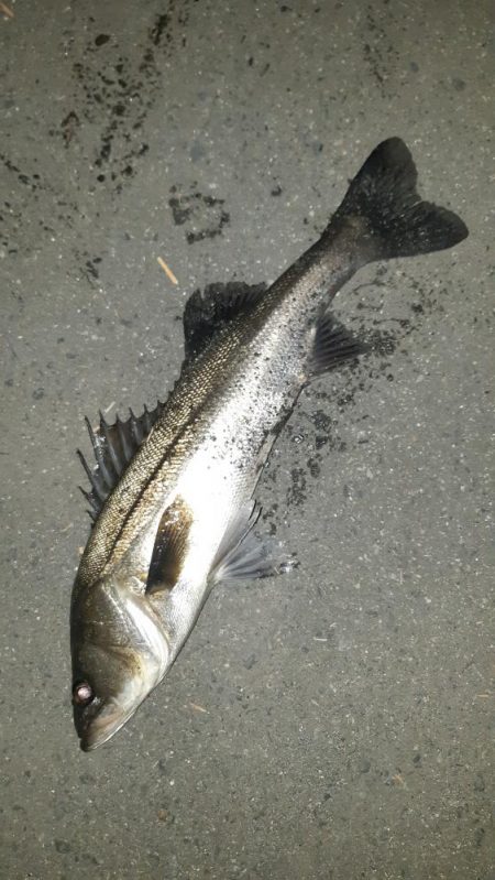 淀川シーバス狙いに