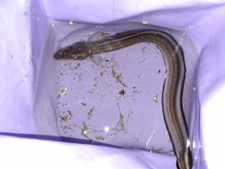 遅ればせながら初釣り