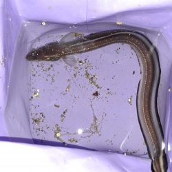 遅ればせながら初釣り