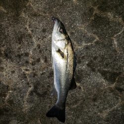 久しぶりの釣り