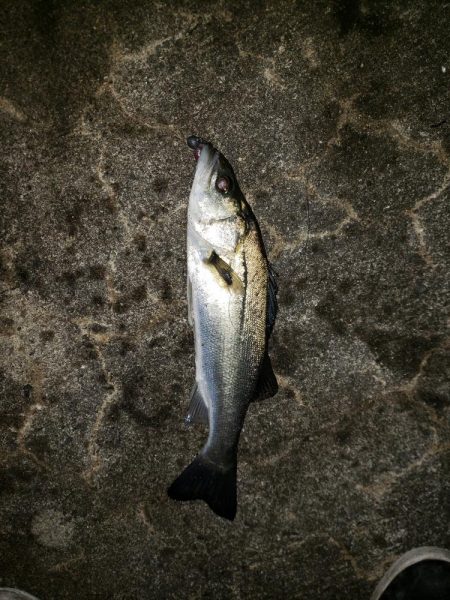 久しぶりの釣り