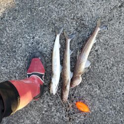 鰤っちやいました