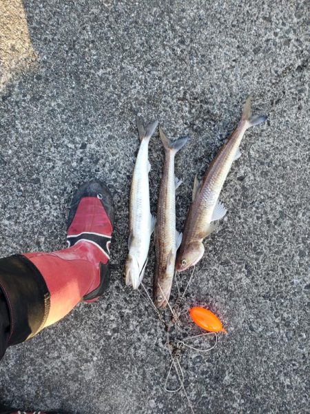 鰤っちやいました