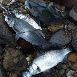 シーバス～メバル