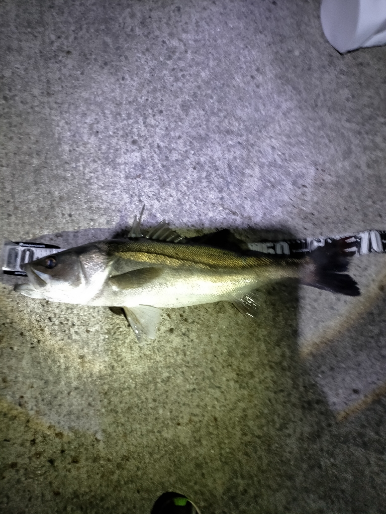 シーバス70cmオーバー