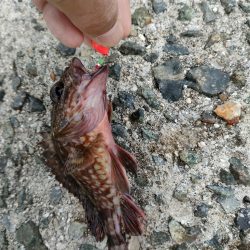 穴釣りは小物でしたがメバリングでサイズアップ