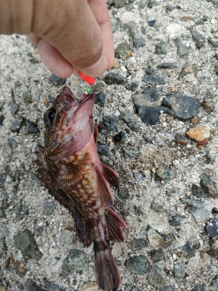 穴釣りは小物でしたがメバリングでサイズアッ…