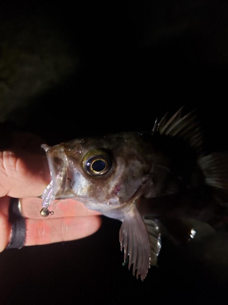 ギリギリ届く所に🐟