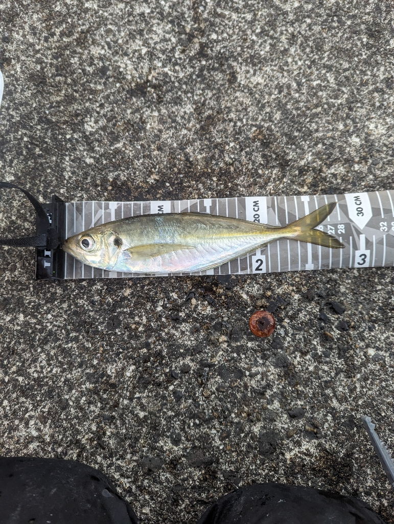 陸っぱり釣行記