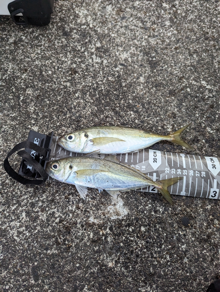 陸っぱり釣行記