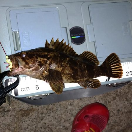 自作ミニラバ試し釣り