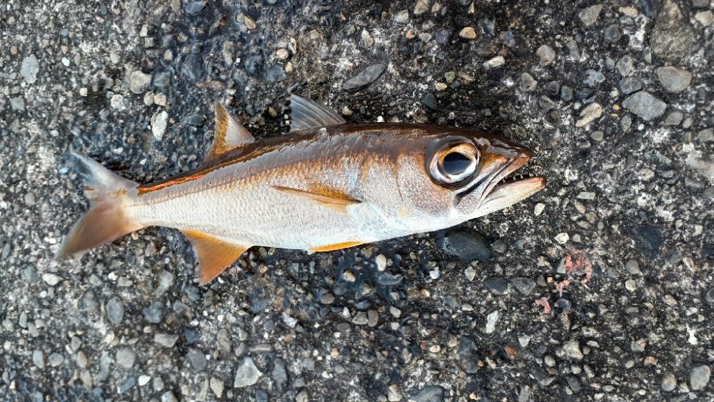 この季節が来たね❗