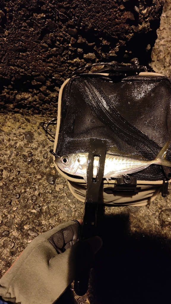 昨日に引き続き