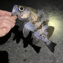 寒くても釣れましたよ