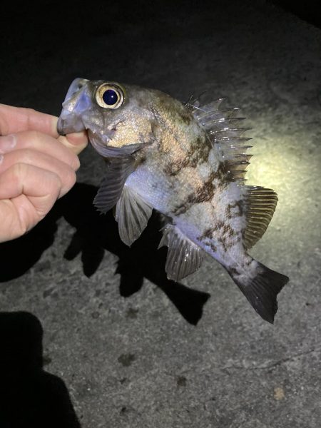 寒くても釣れましたよ