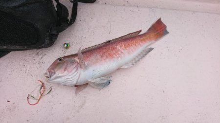 カワハギ狙いと鯛ラバと