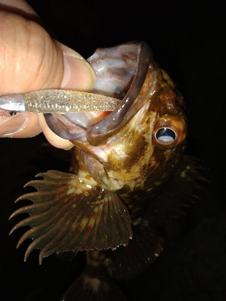 ちょい釣り20230222