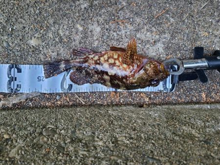 ロックフィッシュはいいね