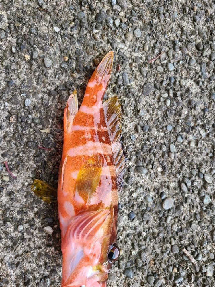 真冬の五目釣り達成！