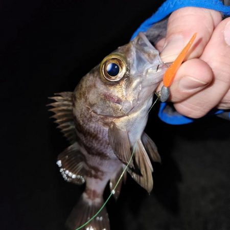 ちょこっとメバリング