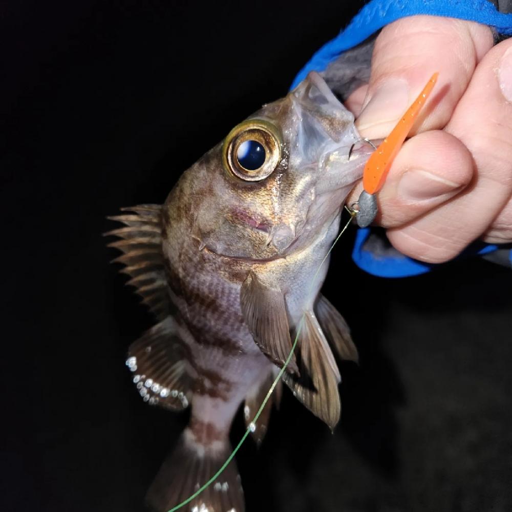 ちょこっとメバリング