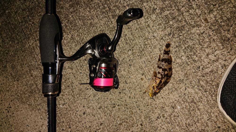 久しぶりのガシラちゃん