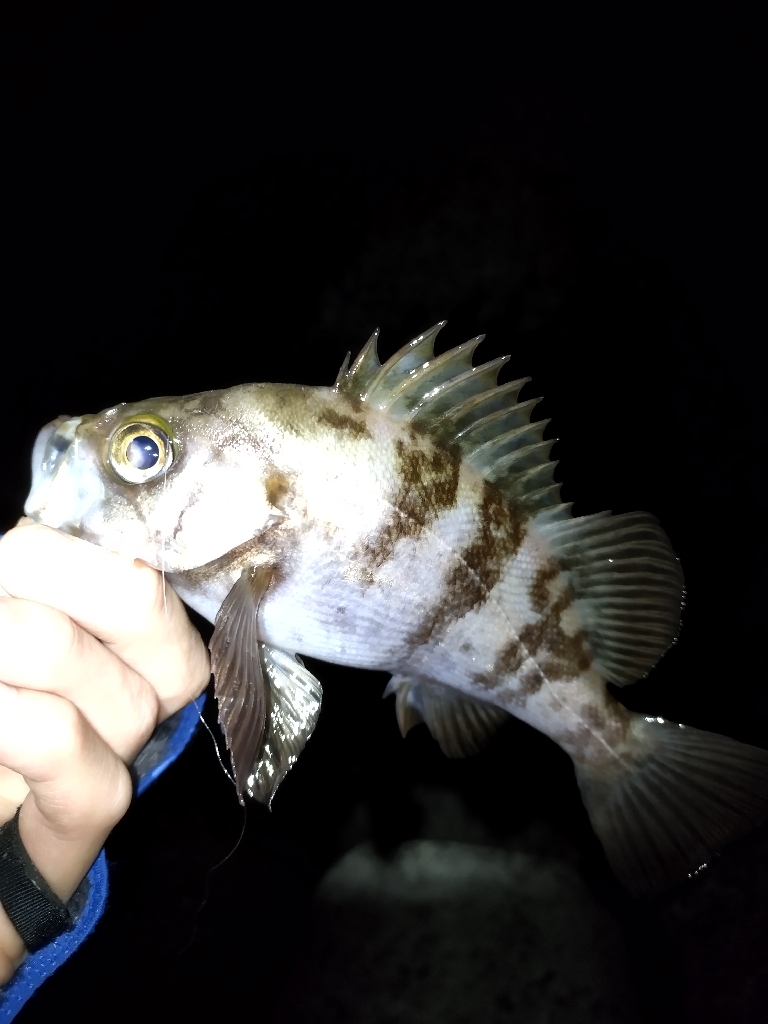 フィッシングショーからの