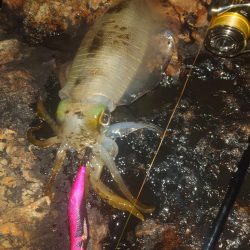 月夜エギングin対馬