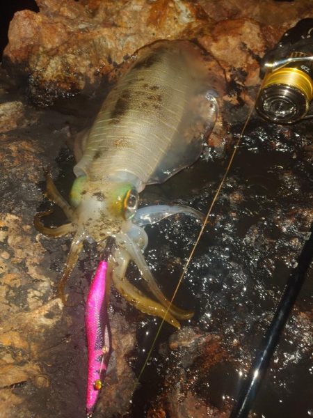 月夜エギングin対馬