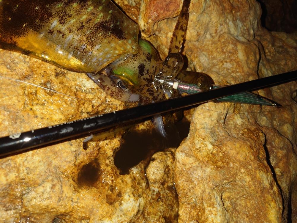 エギングガイドin対馬