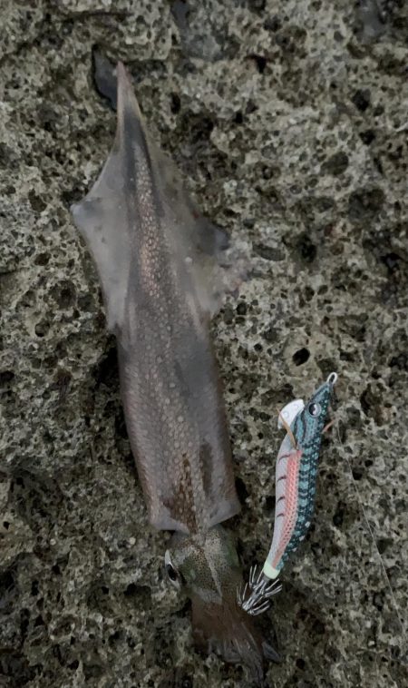 ヤリイカ エギング